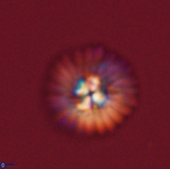 Mulleria tuzuniorum 53712