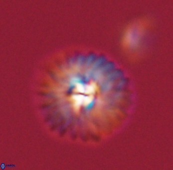 Mulleria tuzuniorum 53724