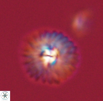 Mulleria tuzuniorum 53724