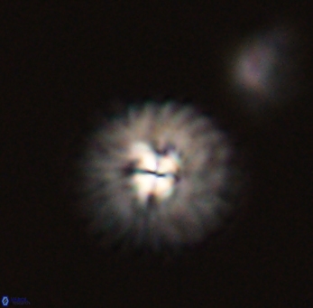 Mulleria tuzuniorum 53725