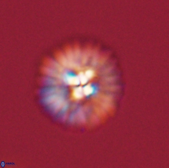 Mulleria tuzuniorum 53720