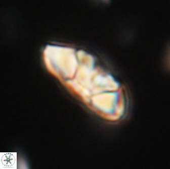 Mulleria tuzuniorum 65384