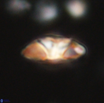 Mulleria tuzuniorum 65389