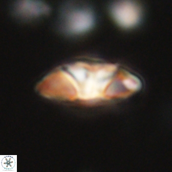 Mulleria tuzuniorum 65389