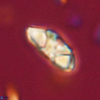 Mulleria tuzuniorum 65383