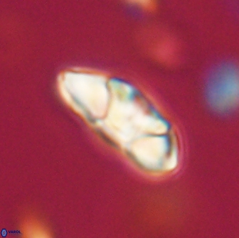 Mulleria tuzuniorum 65395