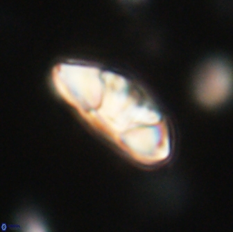 Mulleria tuzuniorum 65396