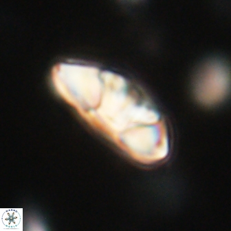 Mulleria tuzuniorum 65396