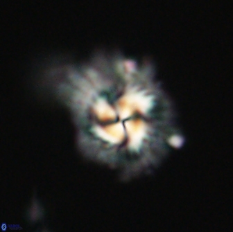 Mulleria tuzuniorum 65398