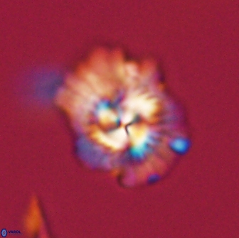 Mulleria tuzuniorum 65399