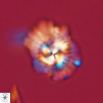 Mulleria tuzuniorum 65399