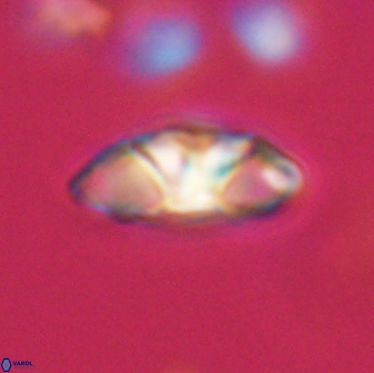 Mulleria tuzuniorum 65390