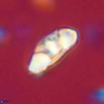 Mulleria tuzuniorum 65391