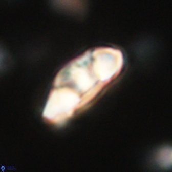 Mulleria tuzuniorum 65392