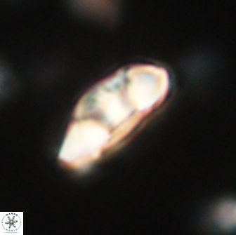 Mulleria tuzuniorum 65392