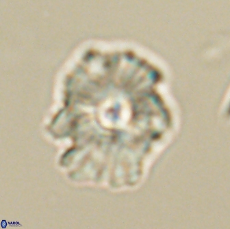 Mulleria tuzuniorum 65404