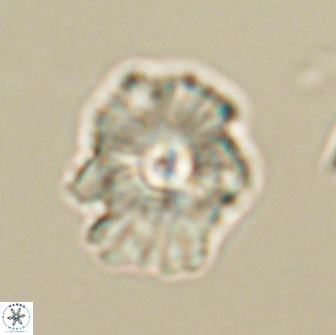 Mulleria tuzuniorum 65404