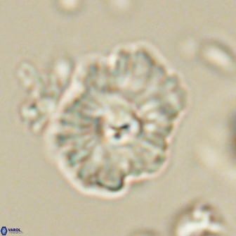 Mulleria tuzuniorum 65405