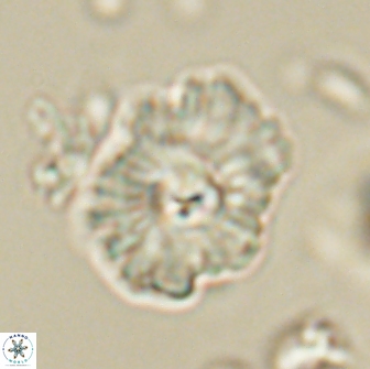 Mulleria tuzuniorum 65405