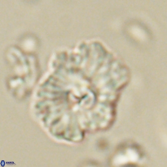 Mulleria tuzuniorum 65407