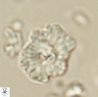 Mulleria tuzuniorum 65407