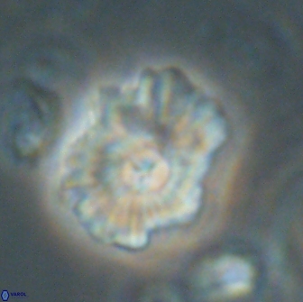 Mulleria tuzuniorum 65408