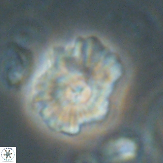 Mulleria tuzuniorum 65408