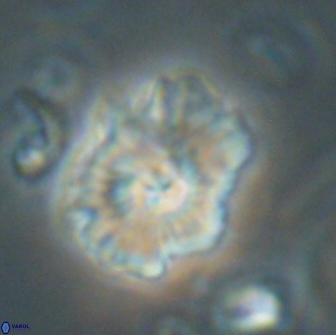 Mulleria tuzuniorum 65409