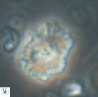 Mulleria tuzuniorum 65409