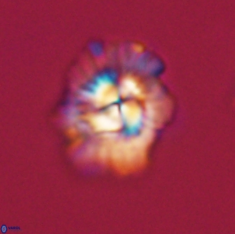 Mulleria tuzuniorum 65400