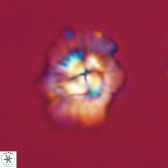 Mulleria tuzuniorum 65400