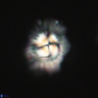 Mulleria tuzuniorum 65401