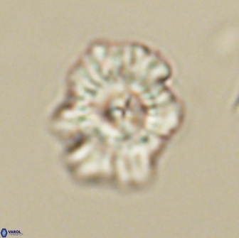 Mulleria tuzuniorum 65403