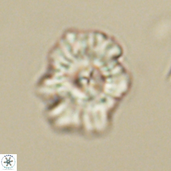 Mulleria tuzuniorum 65403