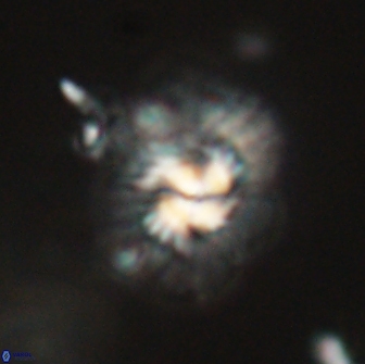 Mulleria tuzuniorum 65410