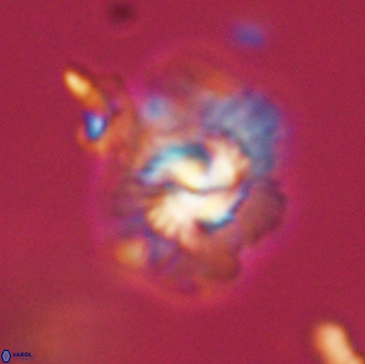 Mulleria tuzuniorum 65411