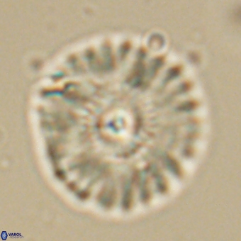 Mulleria tuzuniorum 68069