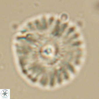 Mulleria tuzuniorum 68069