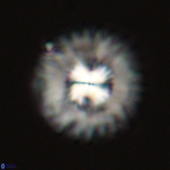 Mulleria tuzuniorum 68074