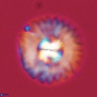 Mulleria tuzuniorum 68075