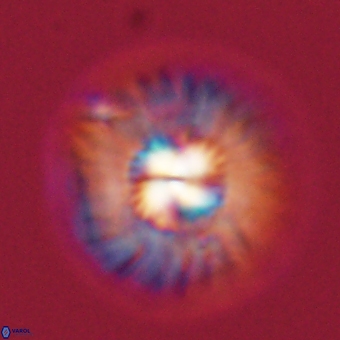 Mulleria tuzuniorum 68076