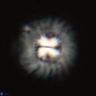 Mulleria tuzuniorum 68077