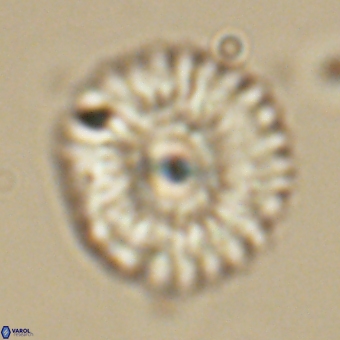 Mulleria tuzuniorum 68071