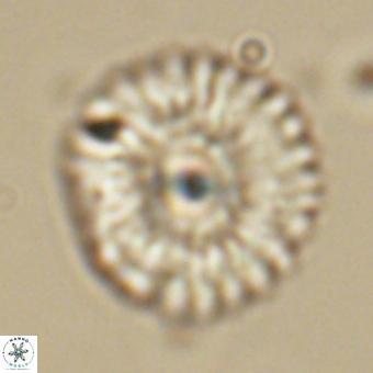 Mulleria tuzuniorum 68071