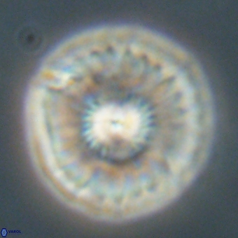 Mulleria tuzuniorum 68072