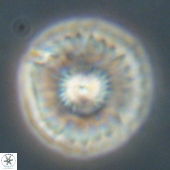Mulleria tuzuniorum 68072