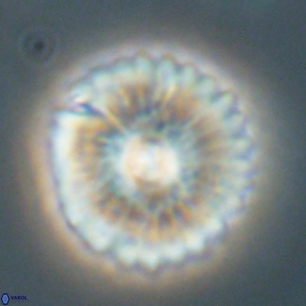 Mulleria tuzuniorum 68073