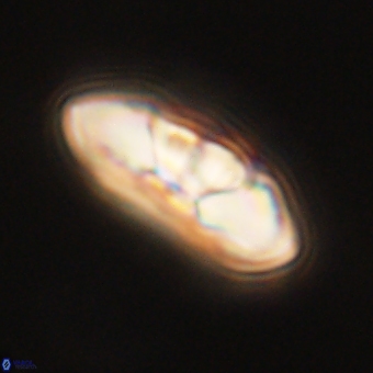 Mulleria tuzuniorum 68089