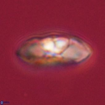 Mulleria tuzuniorum 68095