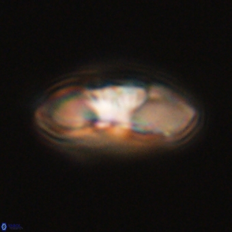 Mulleria tuzuniorum 68097